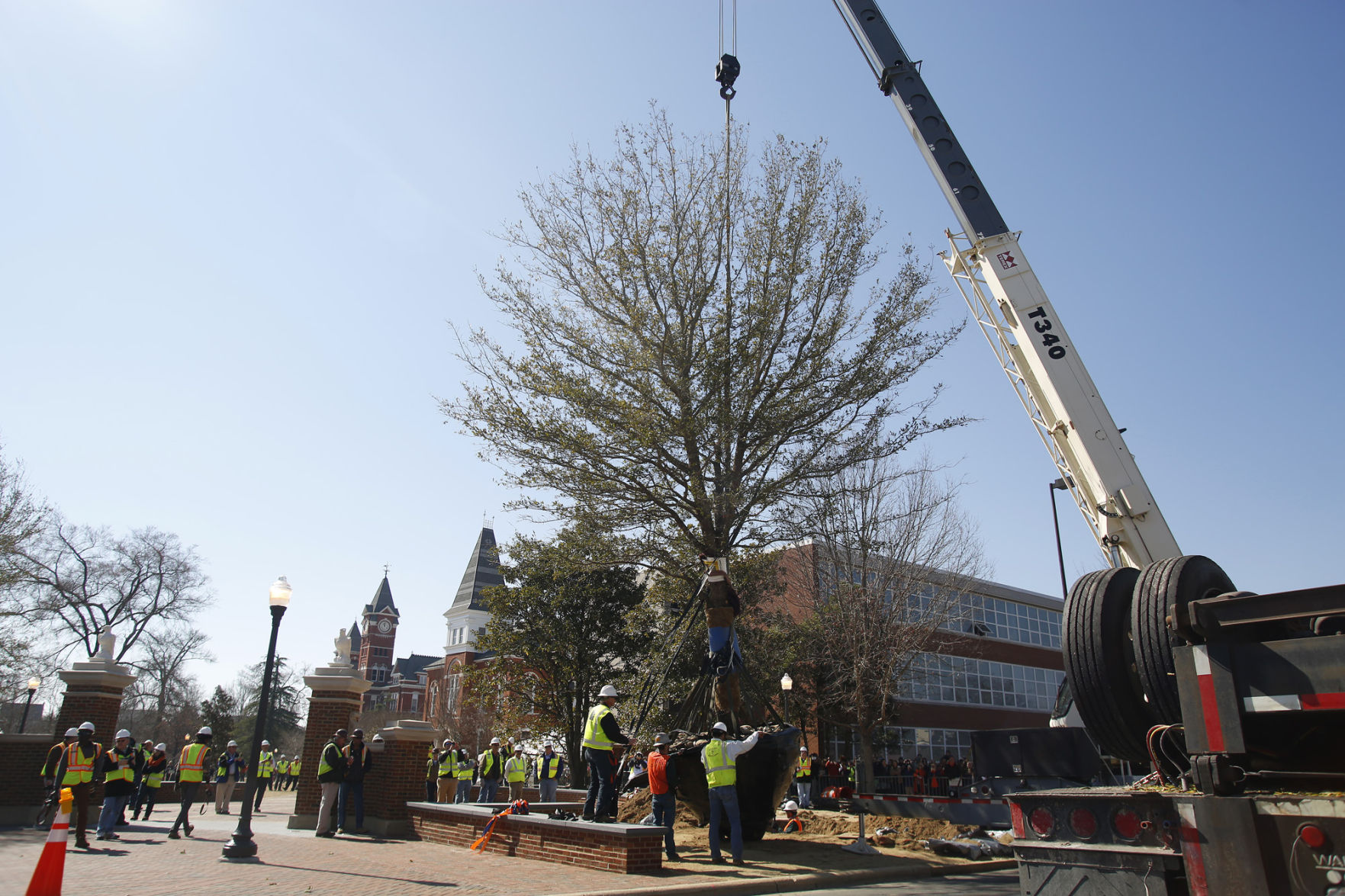 Toomers Oaks Planting